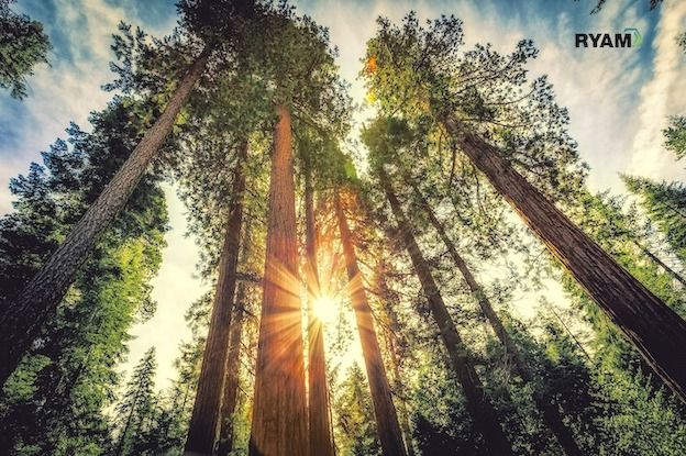 Une richesse unique dans l’écorce des pins des Landes ?